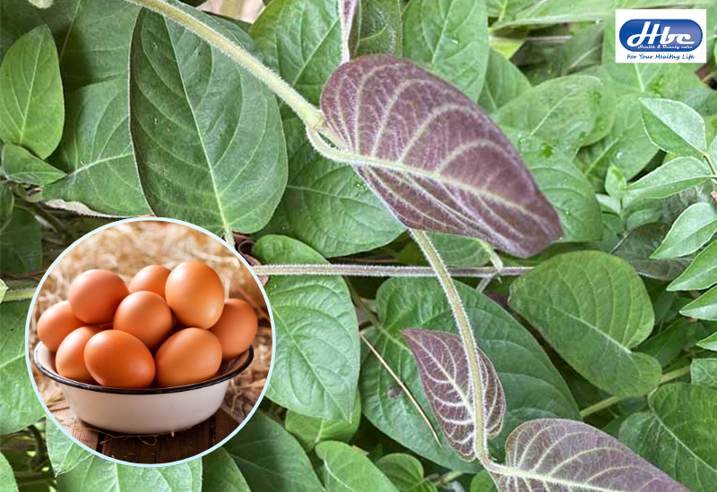 lá mơ lông chữa trào ngược dạ dày