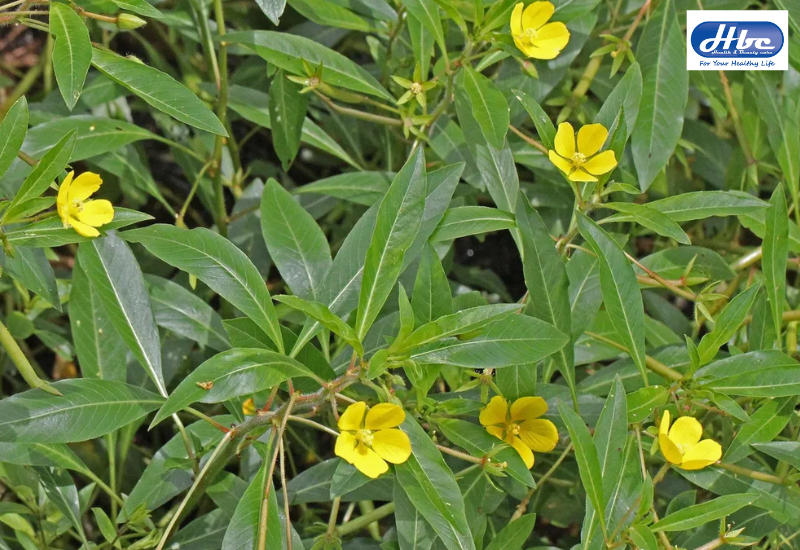 cây rau mương chữa trào ngược dạ dày